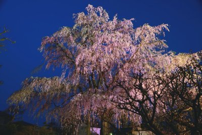 20120415_519w.jpg