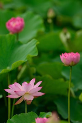 20120714_006w.jpg