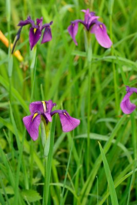 20120716_006w.jpg
