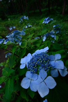 20120721_019w.jpg