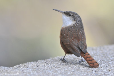 Arizona Birding Trip 2008