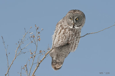 Great Gray Owl DSC_6678.jpg