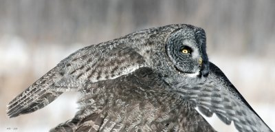 Great Gray Owl _DSC_6645.jpg