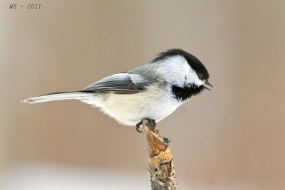 Chickadee_20110328_0385.jpg