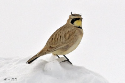HornedLark_20110330_0488.jpg