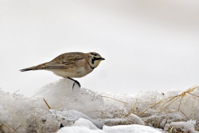 Horned Lark_20110330_0463.jpg