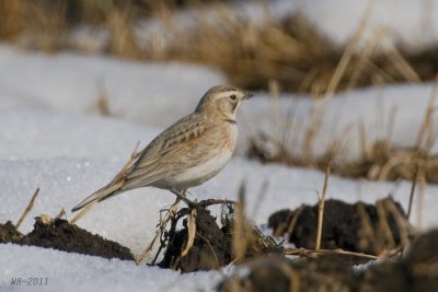 HornedLark_20110410_0836.jpg
