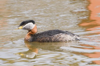 RedneckedGrebe_20110501_1712.jpg