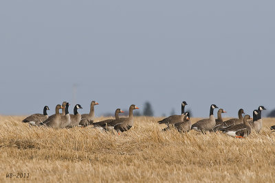 Greater Whitefronted Geese & Canada Geese_20110505_1764.jpg