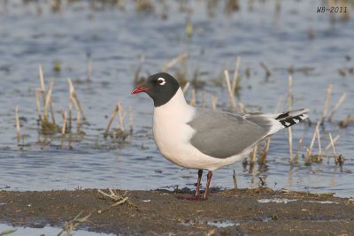 FranklinsGull_20110511_1960.jpg