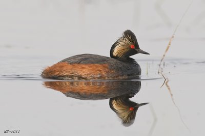 EaredGrebe_20110521_2806.jpg