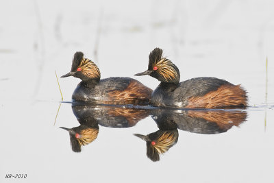 EaredGrebes_20110521_2921.jpg