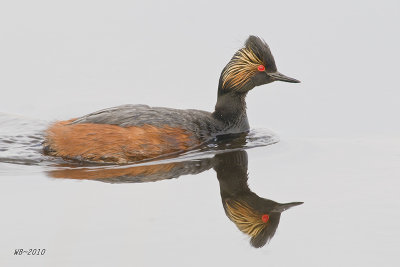 EaredGrebe_20110521_2701.jpg