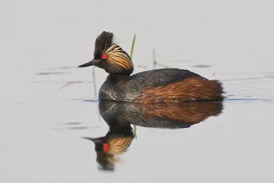 EaredGrebe_20110521_2953.jpg