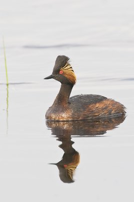 EaredGrebe_20110521_2777.jpg