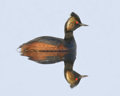 EaredGrebe-Portrait_20110521_2954.jpg