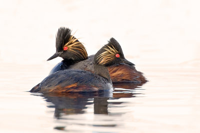 EaredGrebe_20110521_2895.jpg