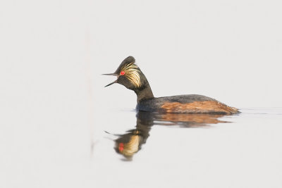EaredGrebe_20110521_2857.jpg
