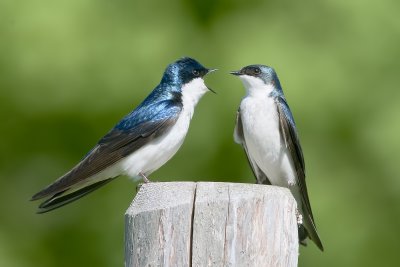 TreeSwallow_20110531_3166.jpg