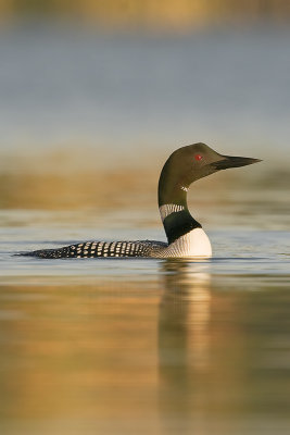 Common Loon