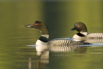 CommonLoon_DSC_2971.jpg