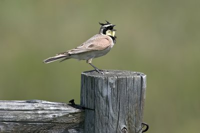 Larks (Alaudidae)