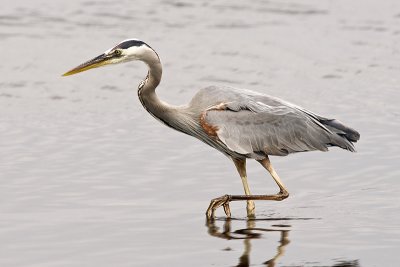 GreatBlueHeron_20110718_5078.jpg