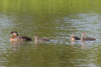 RedneckedGrebe_20110805_5276.jpg