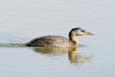 RedneckedGrebe_20110805_5279.jpg