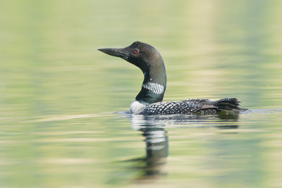Loon_20110906_6730.jpg