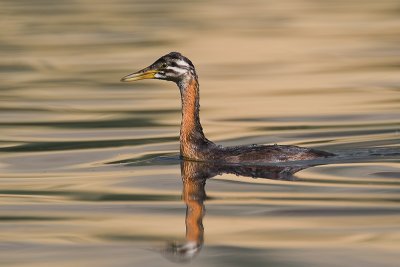 Red-neckedGrebe_20110906_6683.jpg