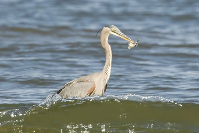 BlueHeron_20110909_7002.jpg