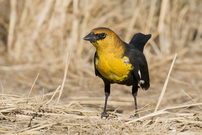 Yellow-headedBlackbird_20110906_6582.jpg