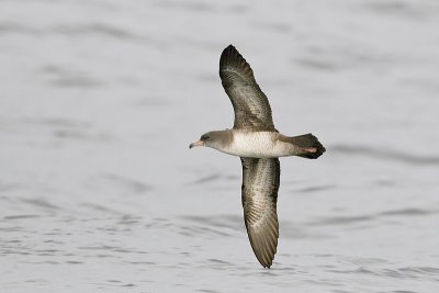 Shearwater-Pink-footed_20110918_7810.jpg
