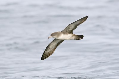 Shearwater-Pink-footed_20110918_7800.jpg