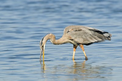 BlueHeron_20110909_7040.jpg