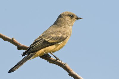 Flycatchers