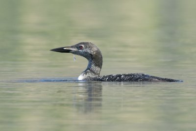 CommonLoon_20110906_6696.jpg