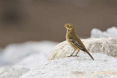 Pipits (Motacillidae)