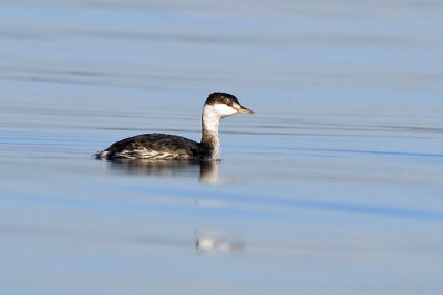 HornedGrebe_20111009_8187.jpg