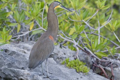 Bare-throatedTigerHeron_20111118_8996.jpg