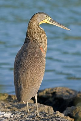 Bare-throatedTigerHeron_20111118_9036.jpg