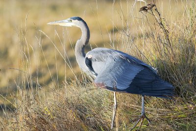 Blue Heron 20111202_9317.jpg