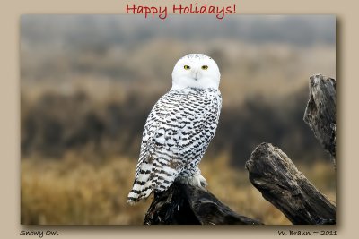 Happy Holidays - Snowy Owl_Dec062011_9734.jpg
