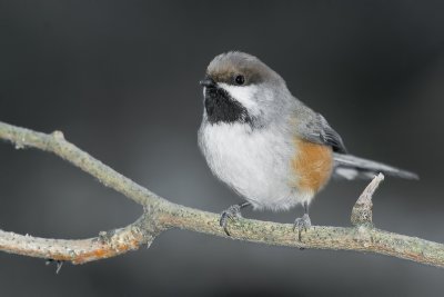 BorealChickadee_Dec242011_0258.jpg