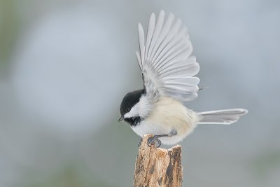 Black-cappedChickadee_Feb132012_0901.jpg