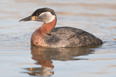 RedneckedGrebe_20120429_2198.jpg