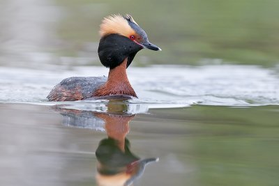 HornedGrebe_20120502_2232.jpg