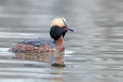 HornedGrebe_20120502_2325.jpg