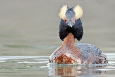 HornedGrebe_20120502_2316.jpg